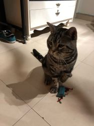 -幸运7纹身刺青Lucky7tattoo