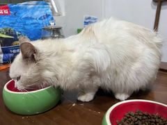 -博特宠物医院24h犬猫全科.骨科·异宠