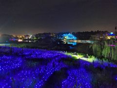 -大塘金香草谷