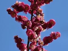 -陆家嘴中心绿地