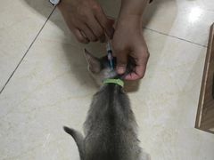 -达爱动物医院·犬猫分区·CT·复杂眼科(远洋山水分院)