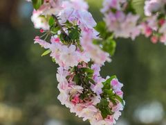 -海棠花溪(元大都城垣遗址公园)