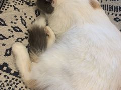 -平行世界·猫咖(首经贸店)