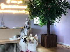 -Husky Go! 哈士奇体验馆·宠物咖啡厅狗咖