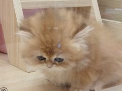-momokira米努特·德文卷毛猫·棉花面纱犬
