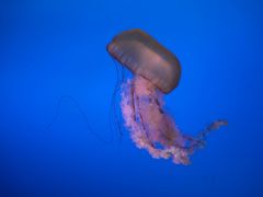 -太平洋海底世界