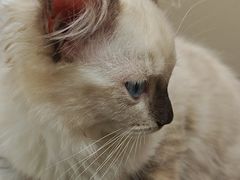 -安安宠医宠物医院·异宠·犬猫内科(岳阳分院)