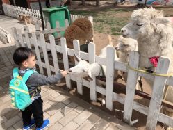 -上美四季动物农场