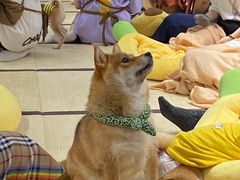 -逗柴咖啡屋·狗咖猫咖宠物桌游