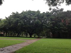 -中山大学学者灵芝(园南路店)