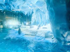 -帝企鹅自助餐厅•儿童岛•真企鹅(长隆企鹅酒店)