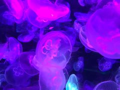 -乌鲁木齐海洋馆