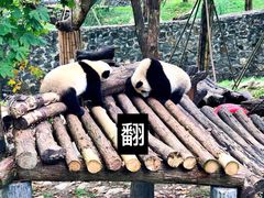 -都江堰中华大熊猫苑