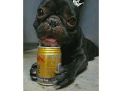 -达爱动物医院·犬猫分区·CT·复杂眼科(远洋山水分院)