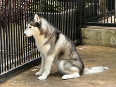 -TrueLove @ Neverland (Husky Cafe)