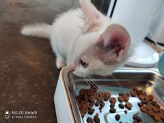 -喵屿·大理花园猫咖