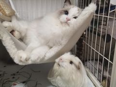 -雨林宠物医院 非犬猫异宠专科