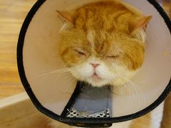 -喵园·猫主题咖啡厅·撸猫·猫咖(国贸店)