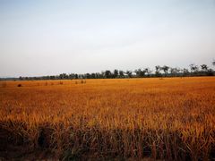 -西青郊野公园