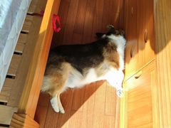 -PETKIT小佩宠物(古北店)