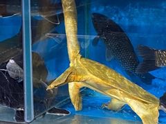 -盒马鲜生(馥邦国际店)