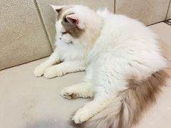 -平行世界·猫咖(首经贸店)