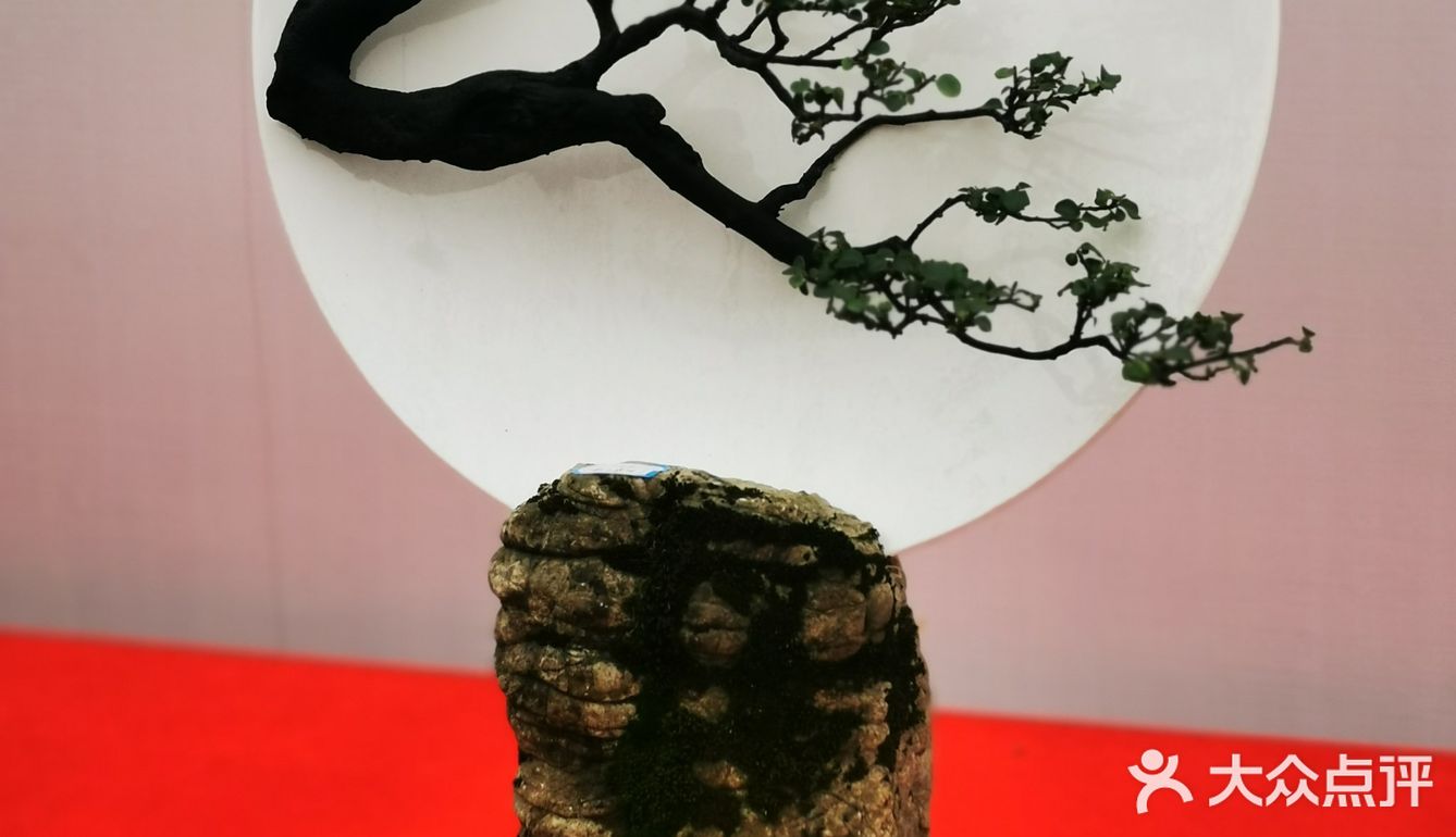 盆景艺术，匠心独具