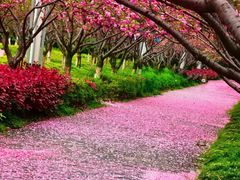 -高东镇樱花园