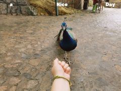 -燕塞湖鸟语林景区