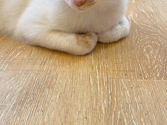 -猫咪派对(江南西店)