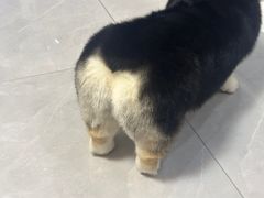 -宠福鑫康馨动物医院·骨科·眼科