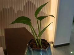 -金蚁康•经络调理•肩颈按摩(万达金街店)