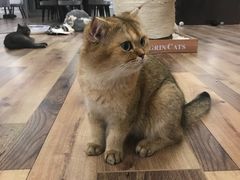 -袖虎·猫馆(体育西路店)
