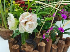 -石家庄市植物园