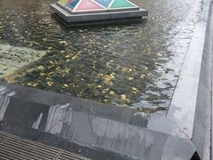 景观水池-复旦大学附属华山医院(总院)