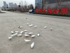 -海河外滩公园