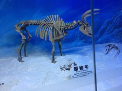 -吉林省自然博物馆