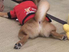 -逗柴咖啡屋·狗咖猫咖宠物桌游