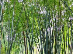 -云溪植物园