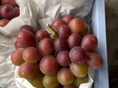 -马陆小张葡萄园农家乐