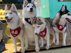 -Husky Go! 哈士奇体验馆·宠物咖啡厅狗咖