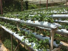 -金马仑薰衣草花园(Cameron Lavender)