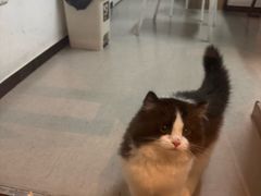 -御宝贝·A梦猫科宠物医院(国际猫友好医院)