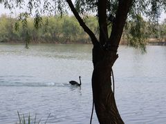 -长兴太湖图影湿地文化园