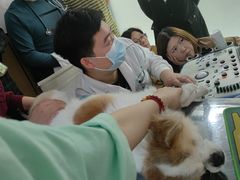 -瑞派雷欧宠物医院·24h夜诊·心脏骨科牙科·全科重症转诊中心(无影山店)