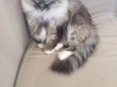 -怪兽屋·羊驼·猫咖·狗咖(俊华广场店)