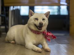 -柴迷FANS CLUB·柴犬狗咖·猫咖
