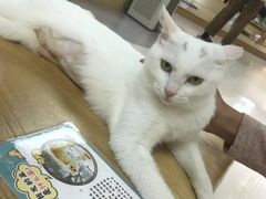 -猫和宫(六道口店)
