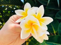 -三亚凤凰水城凯莱度假酒店