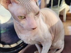 -猫小院猫主题餐厅(南锣旗舰店)